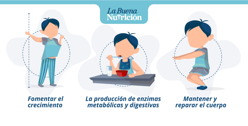 Cómo benefician las proteínas al organismo