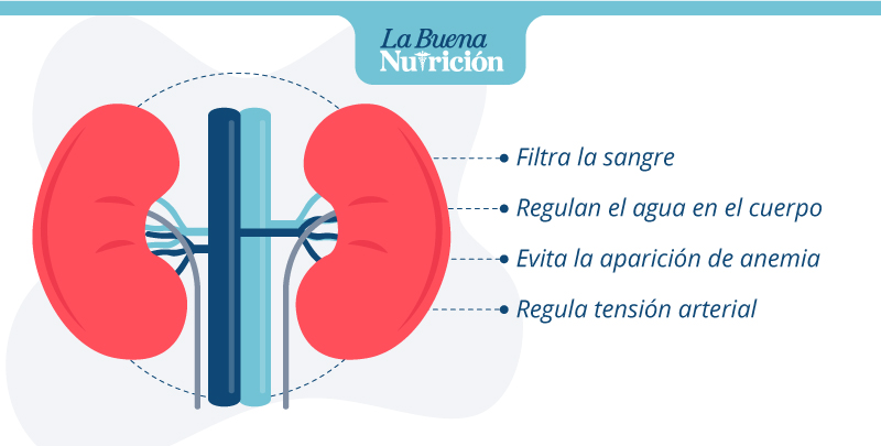 funcion de los riñones