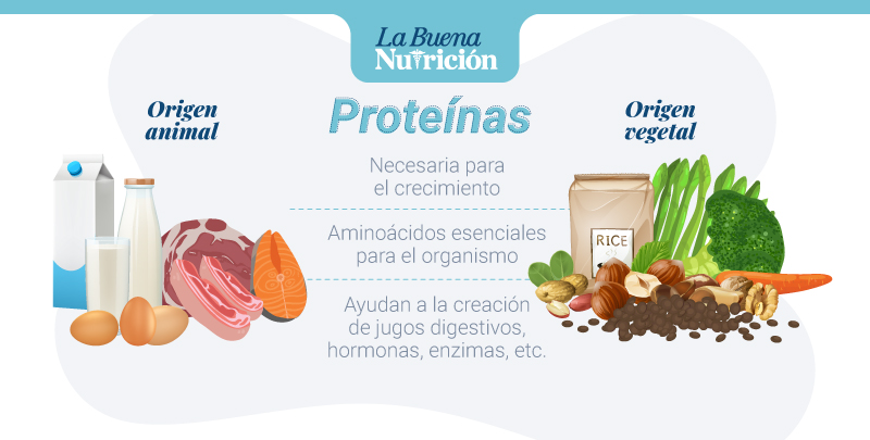 proteinas y su importancia