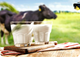 ¿Las hormonas que les inyectan a las vacas nos afecta al consumir leche?